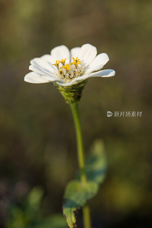 白百日草(Zinnia elegans)花